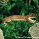 Illustration for article titled Monday Mustelid - Mustela erminea Edition